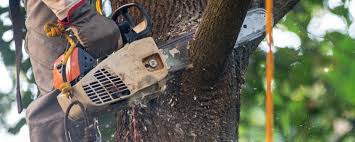 Best Tree Disease Treatment  in Linden, MI