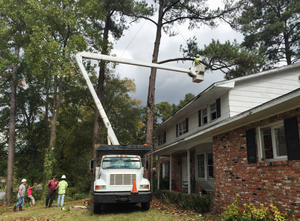 How Our Tree Care Process Works  in  Linden, MI