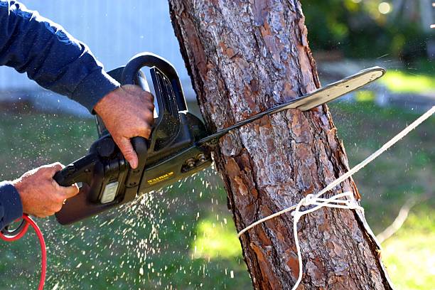 Best Fruit Tree Pruning  in Linden, MI