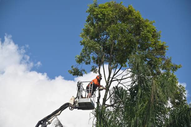 Best Hazardous Tree Removal  in Linden, MI