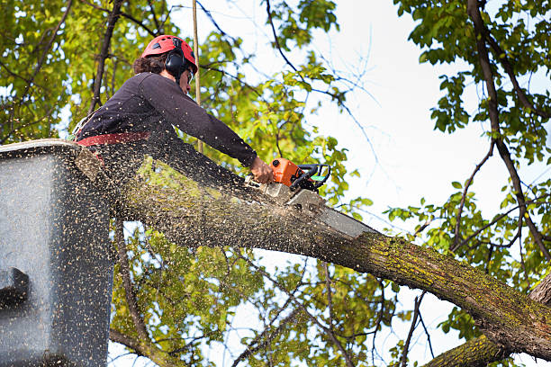 Best Lawn Watering Services  in Linden, MI