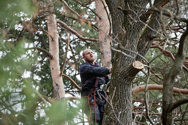 Trusted Linden, MI Tree Services Experts